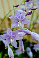 Purple Hosta.jpg