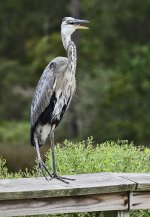 _DSC8366.jpg
