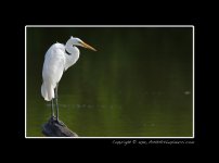 Great-Egret-on-Log.jpg Great-Egret-on-Log.jpg