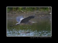 GBH-BiF.jpg GBH-BiF.jpg