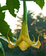 Yellow Angel Trumpet.jpg