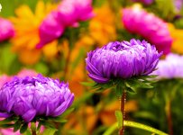 purple flower.jpg
