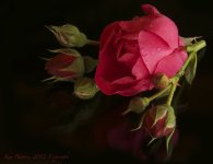 rose closeup.jpg