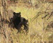 bear1.jpg