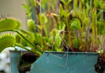 Venus Flytrap.jpg