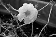 B-W Moss Rose.jpg