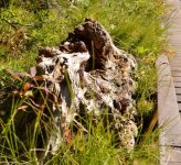 DSC_0075.jpg