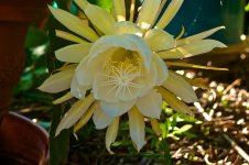 Flower.jpg