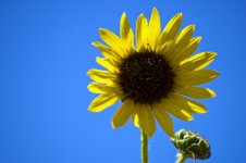 Sunflower 1.jpg