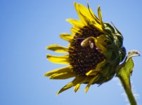 Sunflower Bee II.jpg