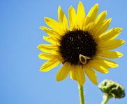 Sunflower Bee.jpg