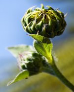 Sunflower Bud.jpg