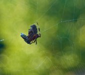 Spider Takeout.jpg