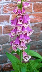 The Foxglove.jpg