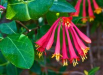 European Honeysuckle.jpg