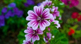 Purple Flower.jpg