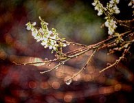 dew drop 1400.jpg