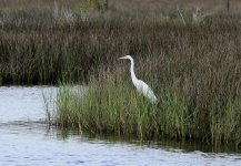 _DSC8870.jpg