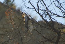 osprey1.jpg