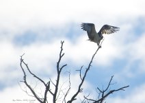 osprey2.jpg