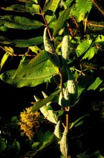 milkweed 1400.jpg