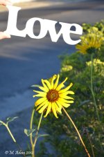 DSC_0226.jpg