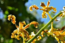 golden orchid1.jpg golden orchid1.jpg