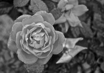 B&W Rose.jpg