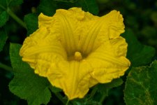 Pumpkin Blossom.jpg