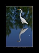 Egret-(f).jpg