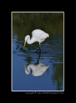 Double-Egret.jpg