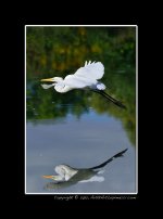 Egret-BiF2.jpg