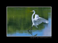 Egret-Landing.jpg