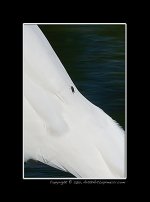 FLY-on-Egret.jpg