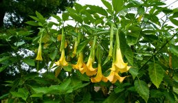 Angel Trumpets.jpg