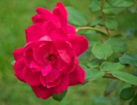 A Rose.jpg