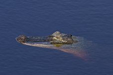 _DSC9020.jpg