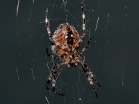 DSC_0113 (800x603).jpg