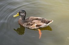 _DSC9229.jpg