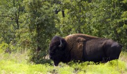 Bison 1.jpg