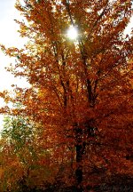 DSC_0010.jpg