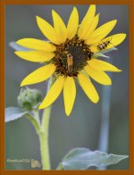 Bugs on Sunflower-smaller.jpg