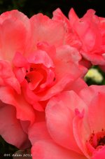 DSC_0680.jpg