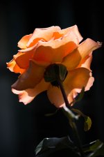 DSC_0237.jpg