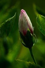 DSC_0059.jpg