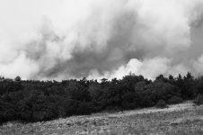Wild Fire 1.jpg
