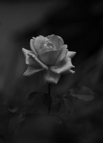 IMG_9343.JPG