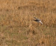 DSC_8604.jpg