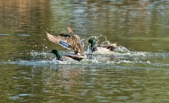 DSC_8660.jpg
