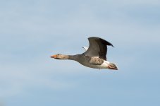 DSC_8699.jpg